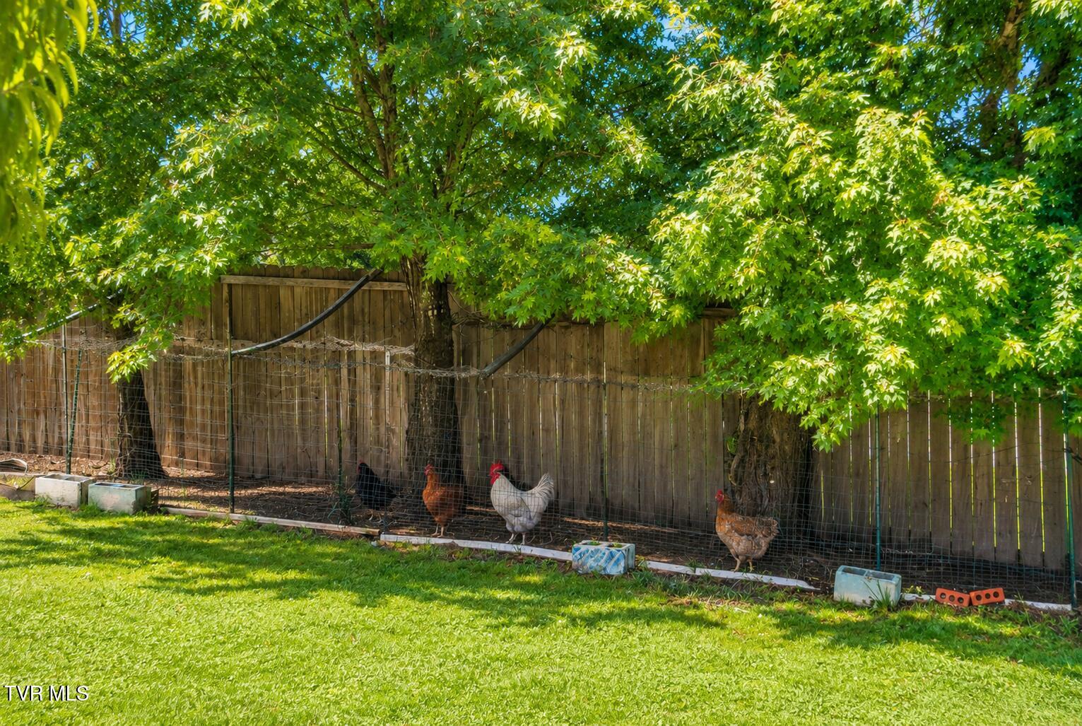 225 Shaw Road Chuckey, TN 37641 - Photo 29 of 33 Chickens