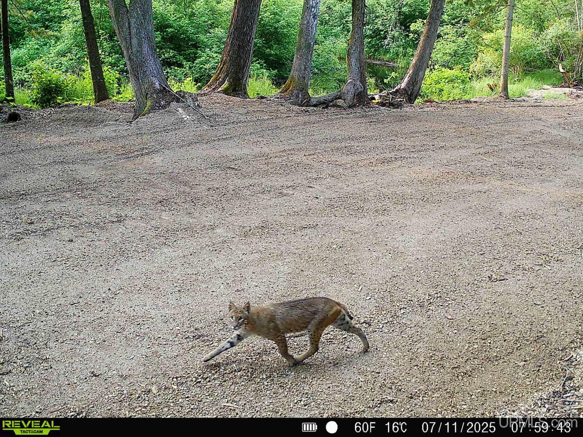 N7228 Rock River Road Deerton, MI 49822 - Photo 33 of 46