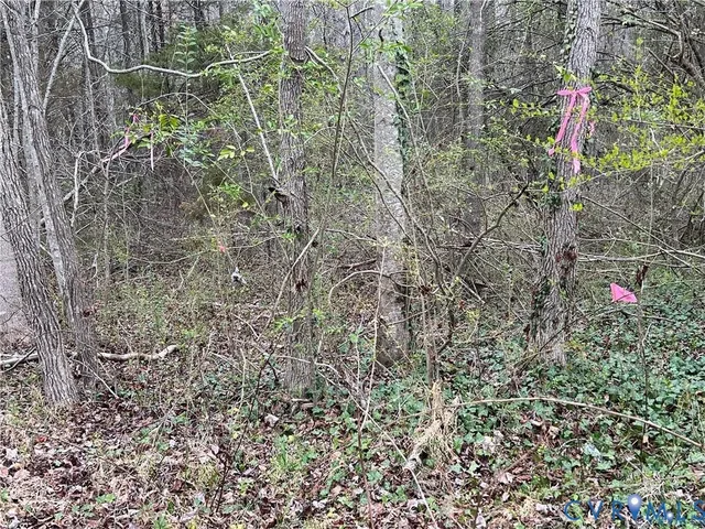 a close up of a plant