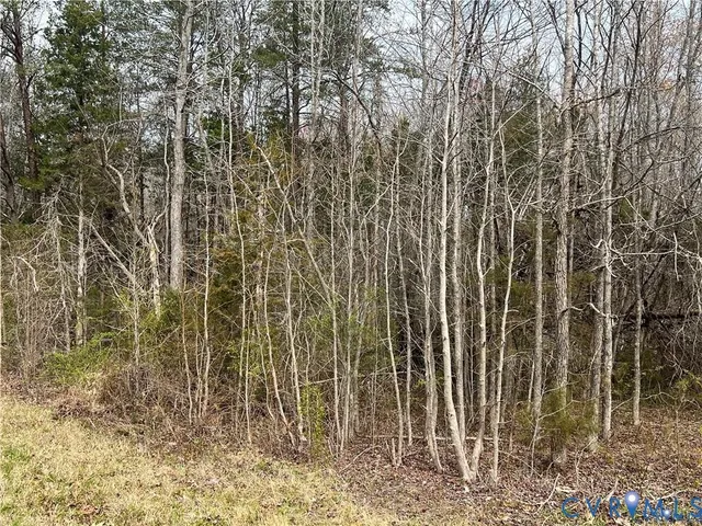 a flag is sitting in the middle of a forest