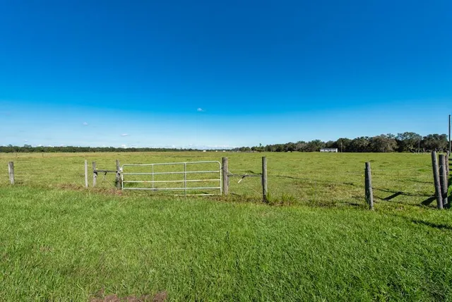 a view of a field with a tree
