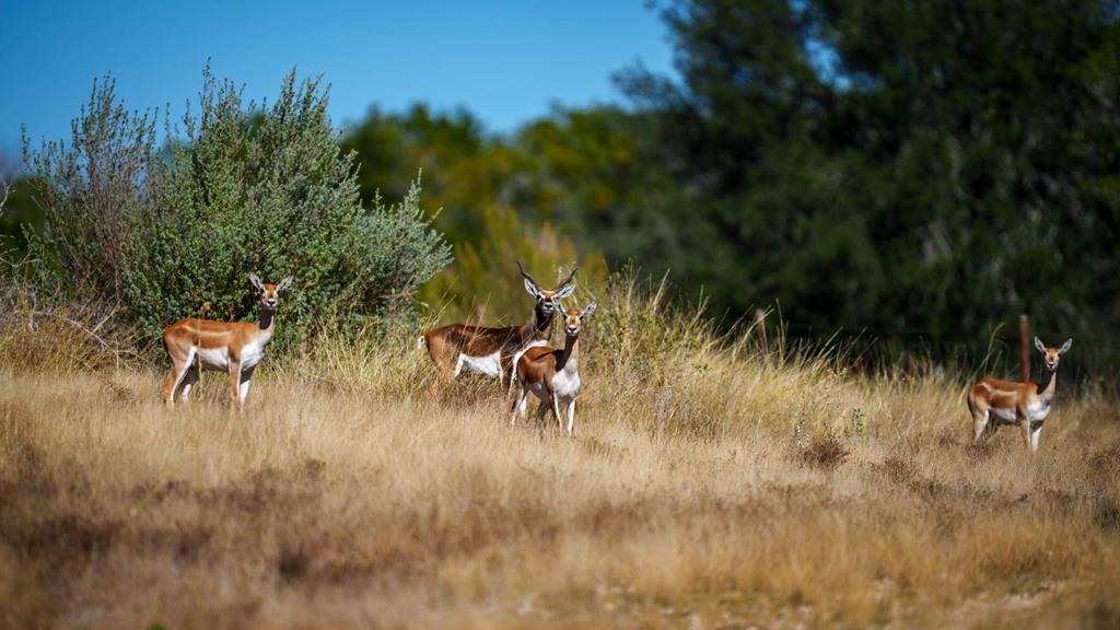 326 River Valley Road South Ingram, TX 78025 - Photo 48 of 68 Wildlife