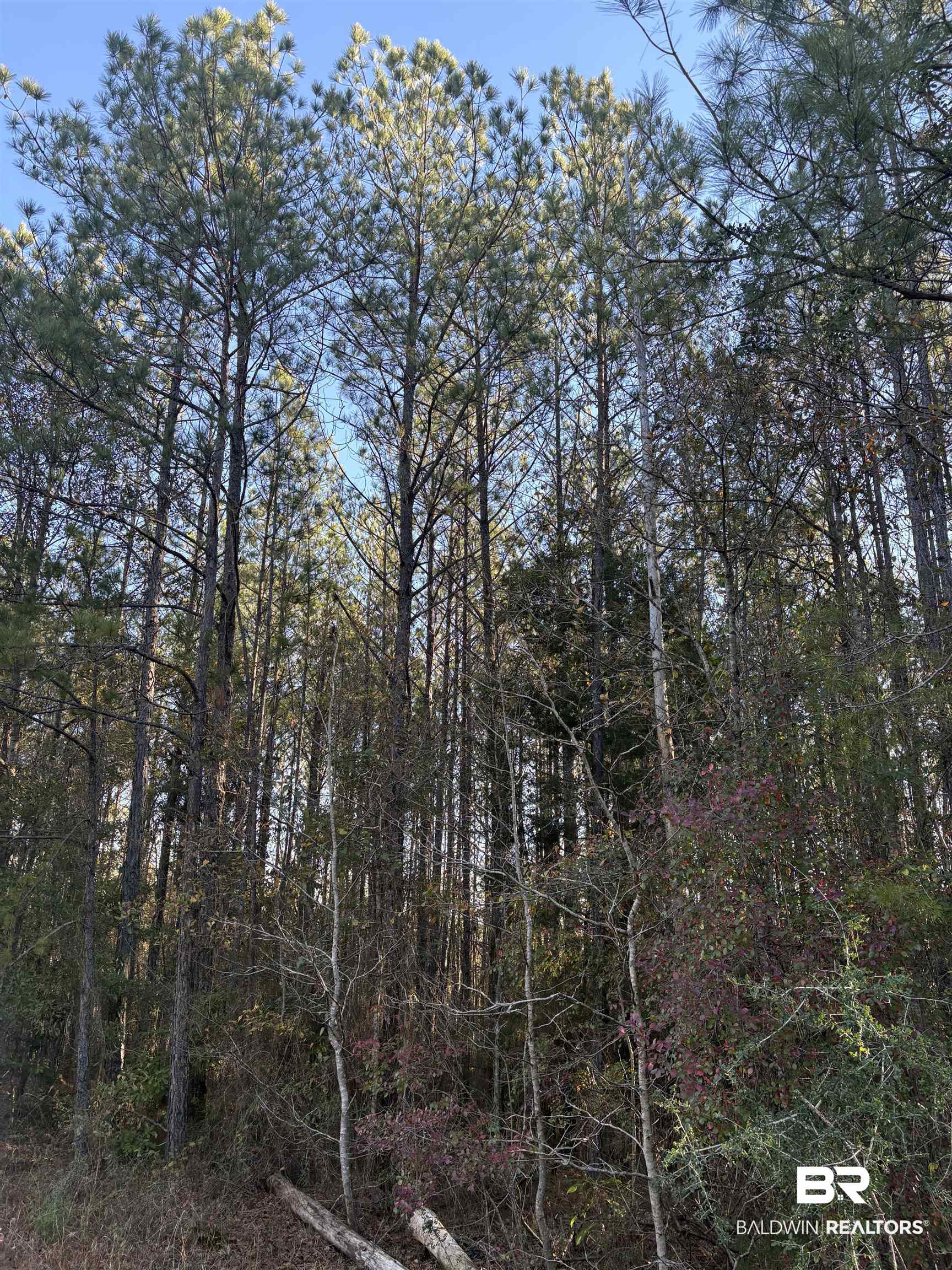 756 Ted Bates Road Evergreen, AL 36401 - Photo 4 of 28 View of nature