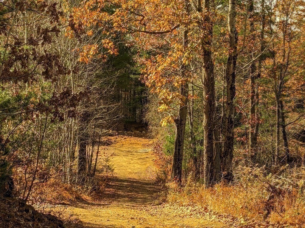514 Old County Road Holland, MA 01521 - Photo 28 of 40 a view of a yard with large trees