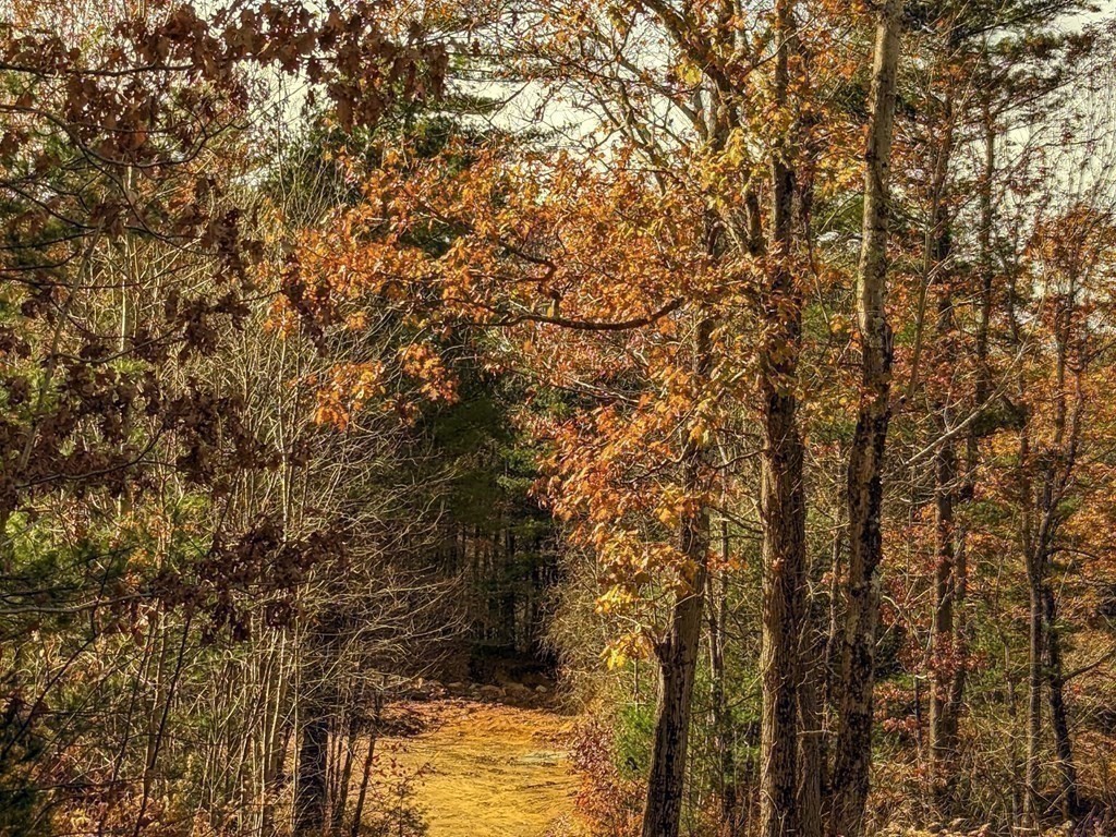 514 Old County Road Holland, MA 01521 - Photo 29 of 40 a view of a yard with large trees