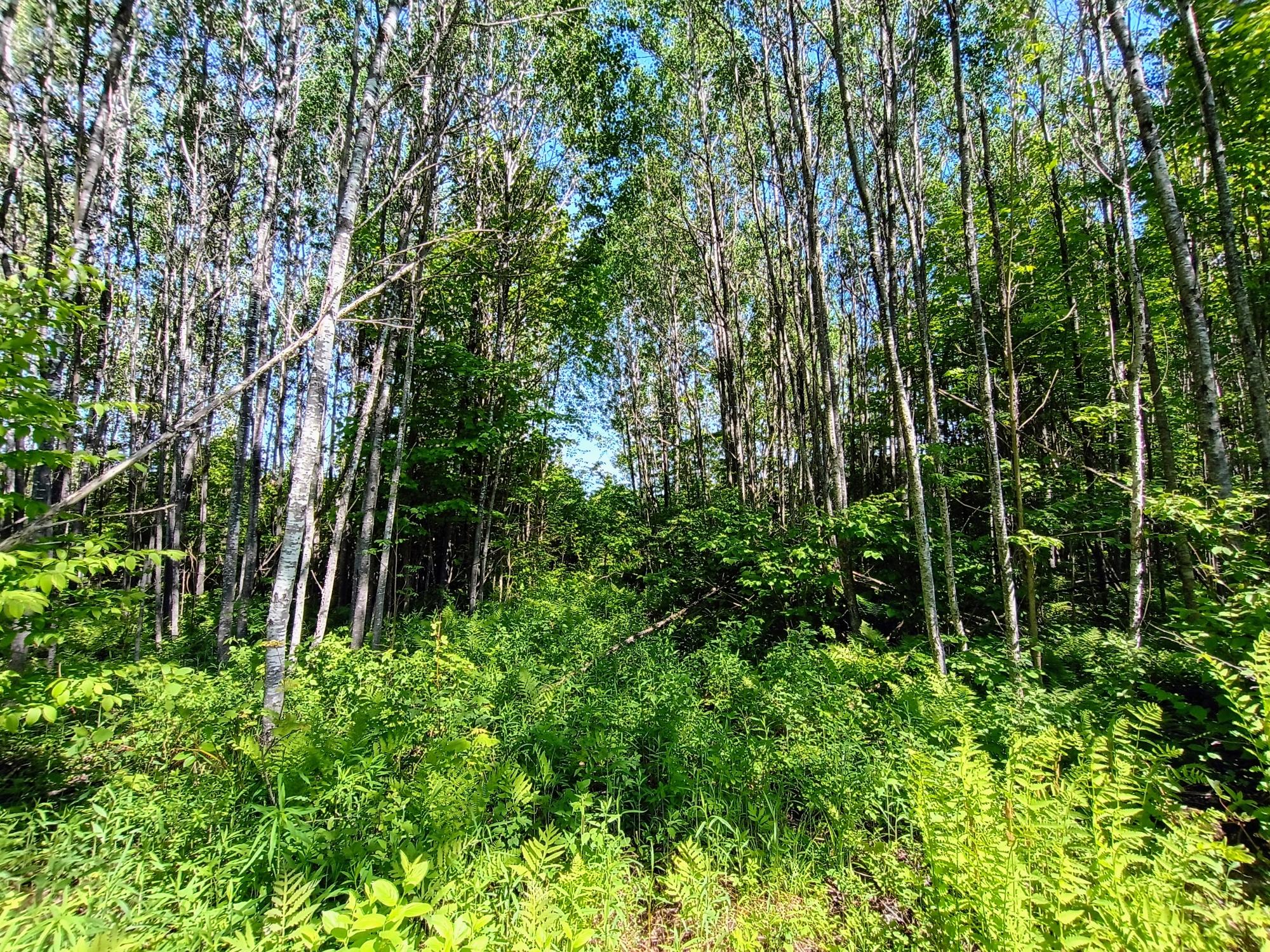 55.77-ac 55.77-ac Neuberger Road, Unit 55 77 Butternut, WI 54514 - Photo 3 of 9 Gallery Image 3