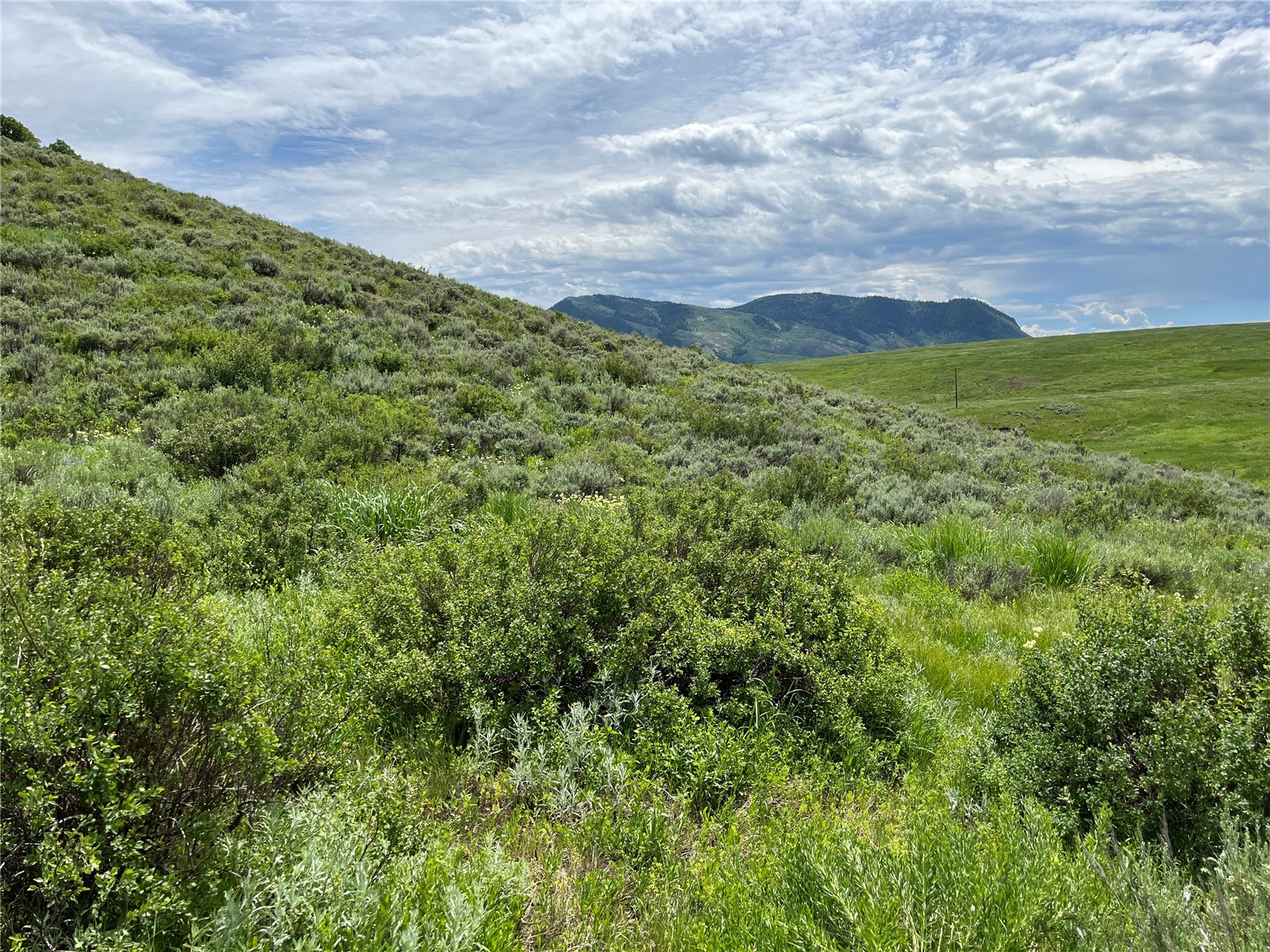 a view of a green field with lots of bushes