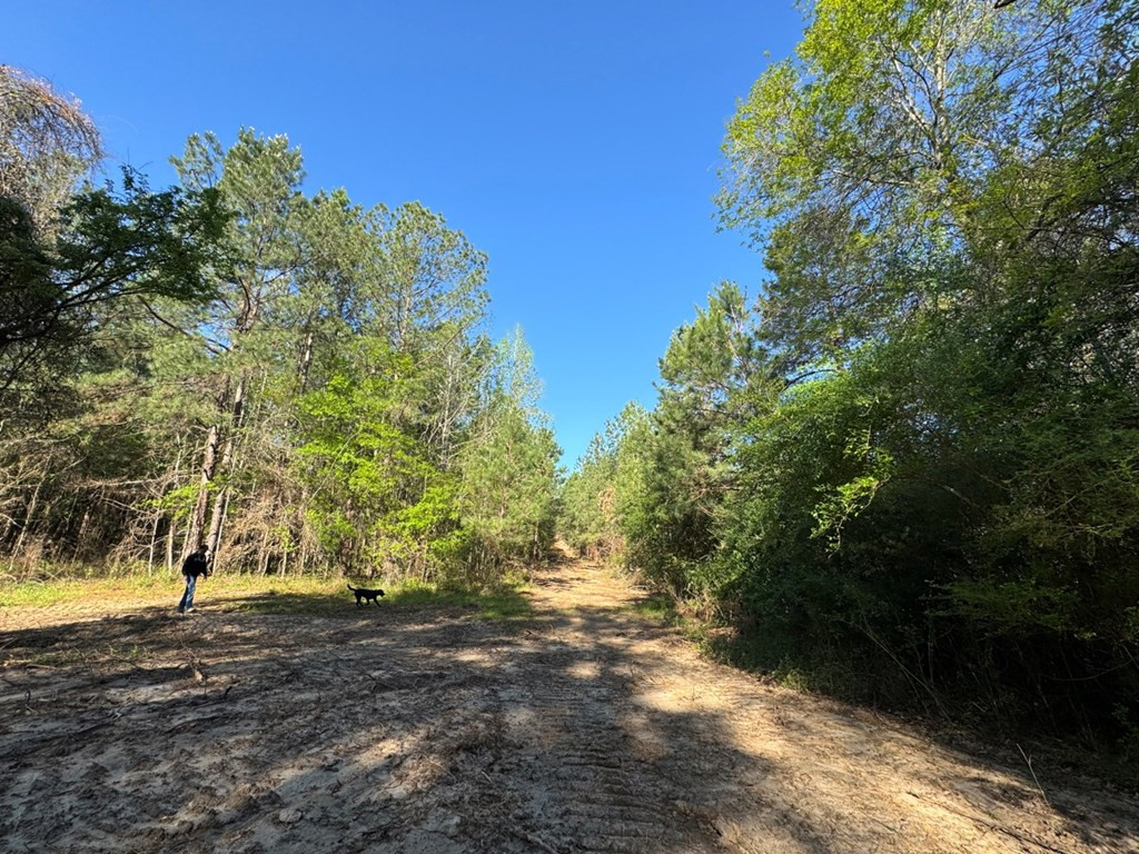 3499 Jerusalem Road Liberty, MS 39645 - Photo 11 of 28 Photo 11