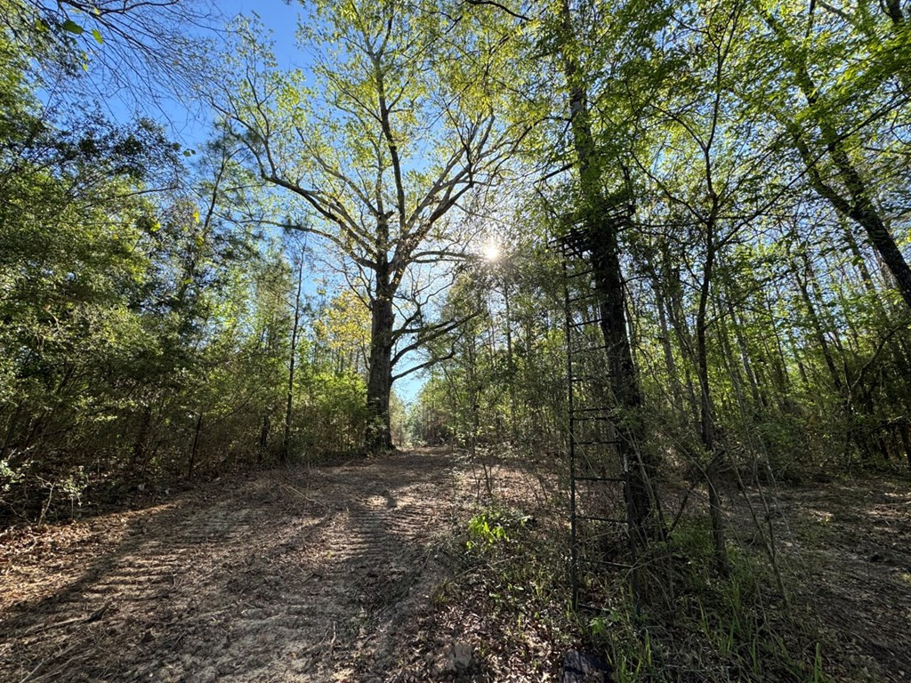3499 Jerusalem Road Liberty, MS 39645 - Photo 12 of 28 Photo 12