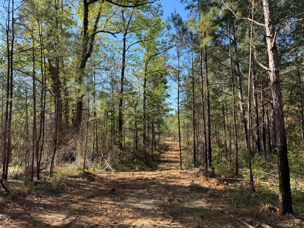 3499 Jerusalem Road Liberty, MS 39645 - Photo 22 of 28 Photo 22