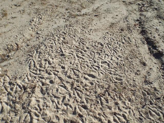 74 Beach Road Naples, ME 04055 - Photo 5 of 30 Beautiful sand!