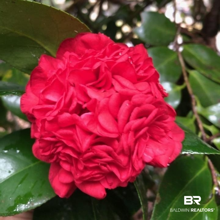 328 Azalea Circle West Mobile, AL 36608 - Photo 17 of 19 This blooms in the front yard.