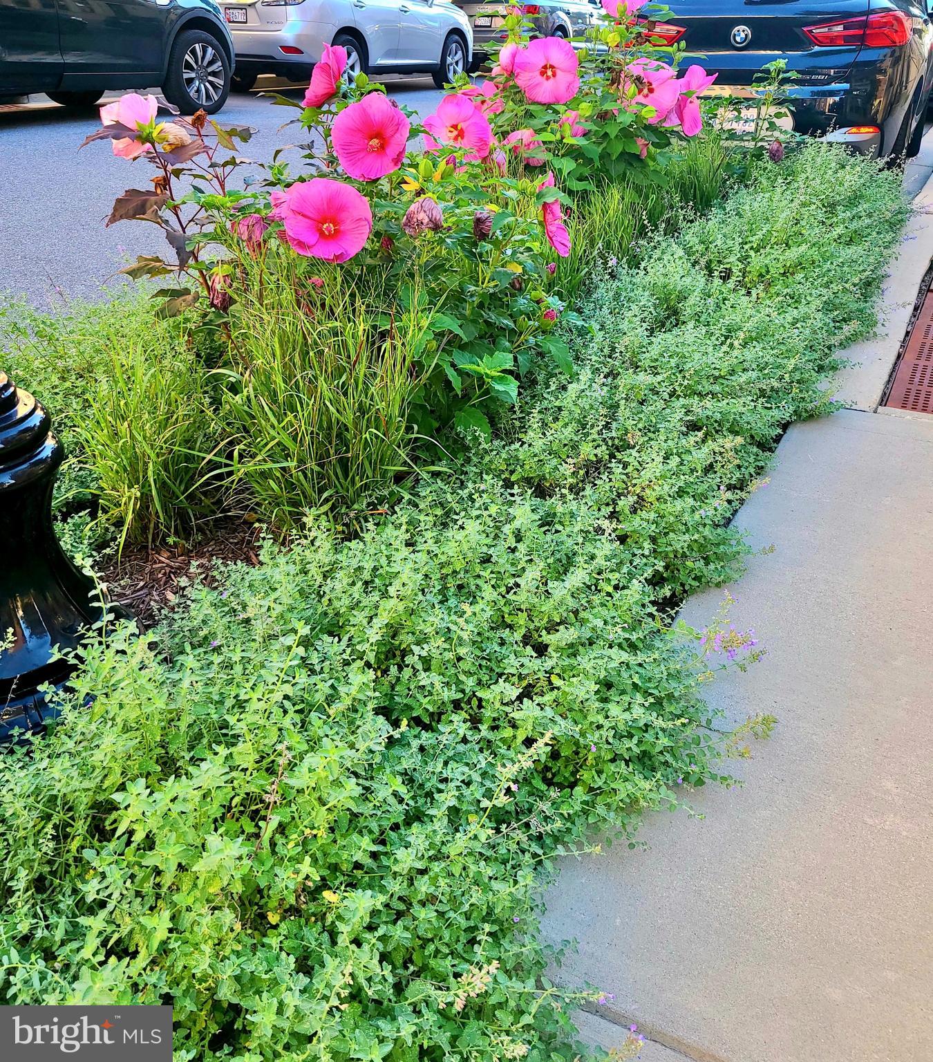 1313 Benjamin Street Baltimore, MD 21230 - Photo 7 of 56 General Landscaping by our house