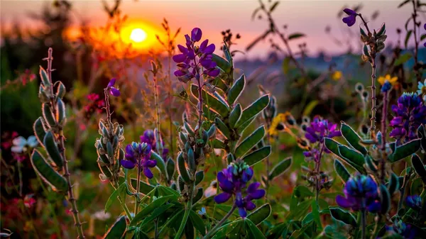 a view of a flower