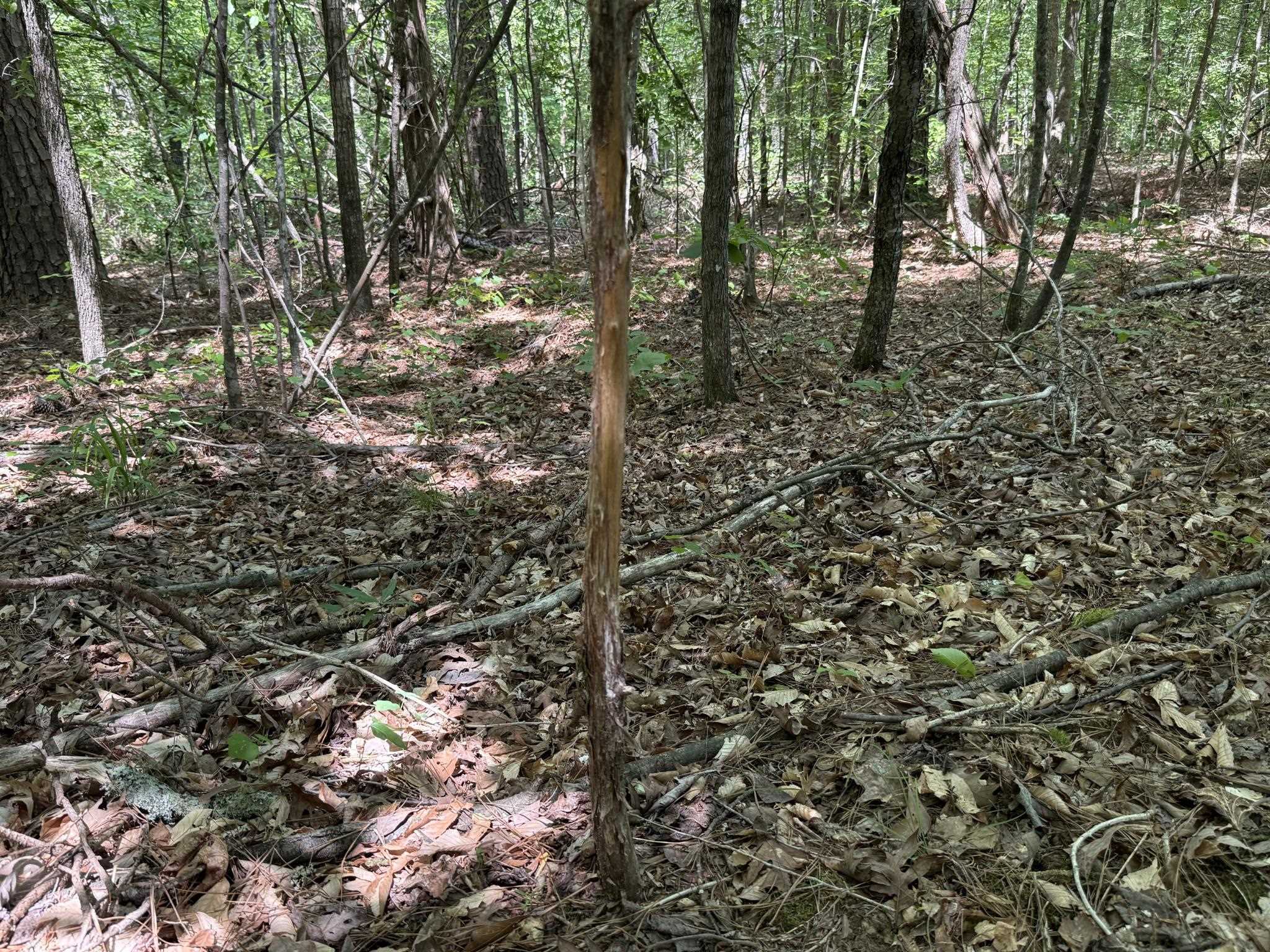 1 Carter Road Saltillo, TN 38370 - Photo 29 of 40 a view of a forest with trees