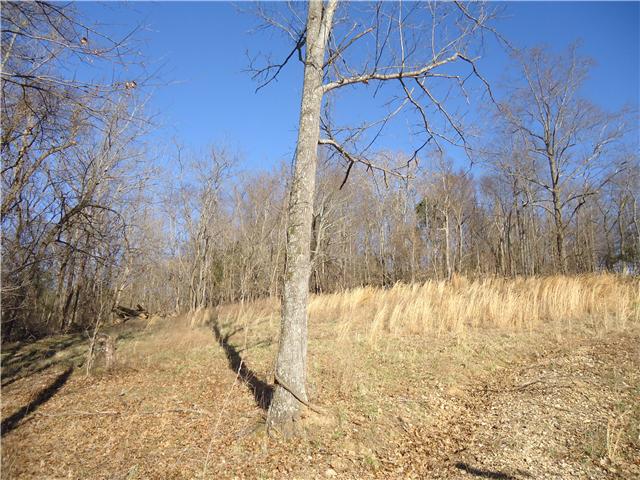 375 Young Hollow Road Pulaski, TN 38478 - Photo 10 of 18 another view of woods