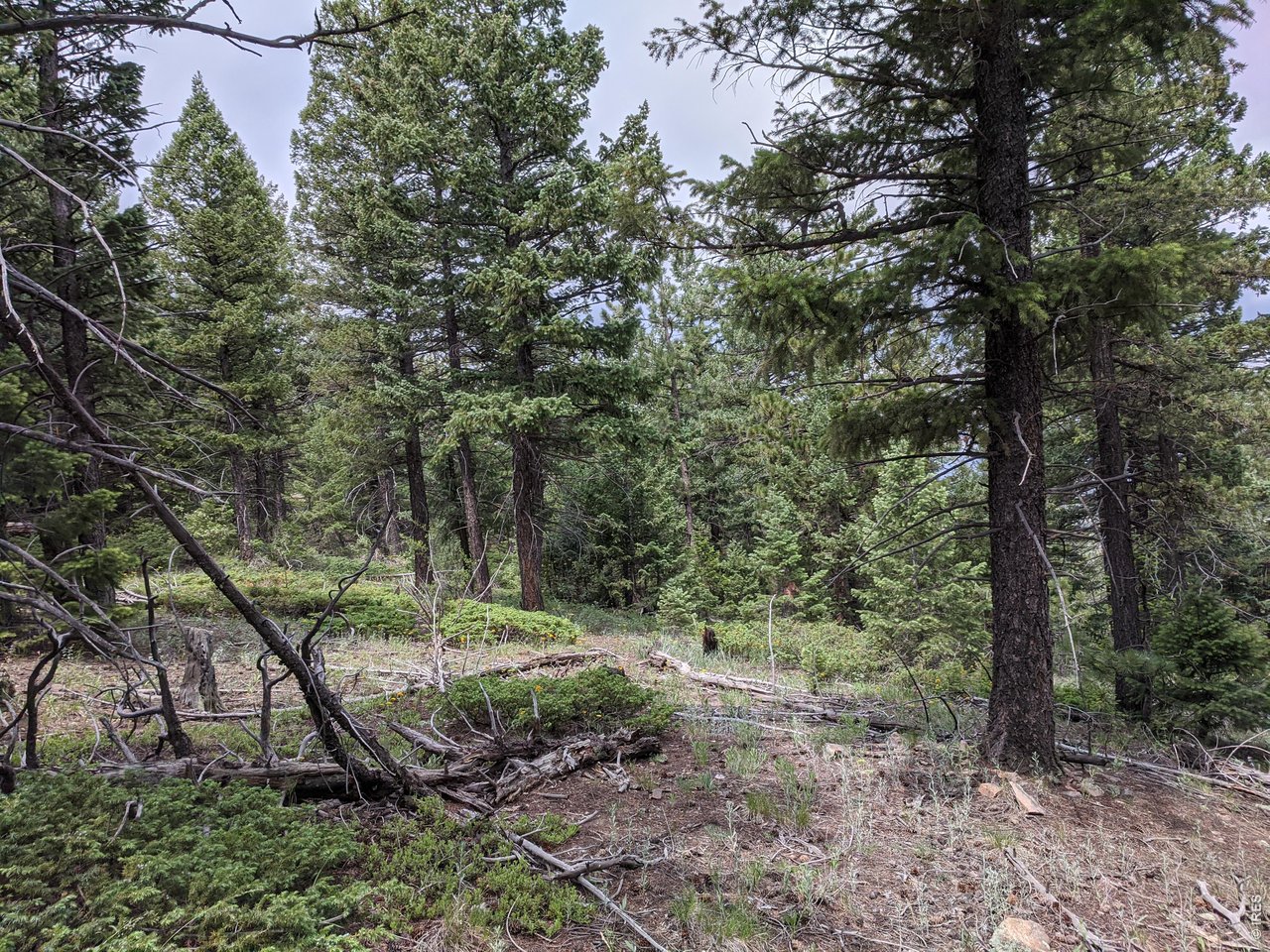 1312 Chute Road Golden, CO 80403 - Photo 11 of 35