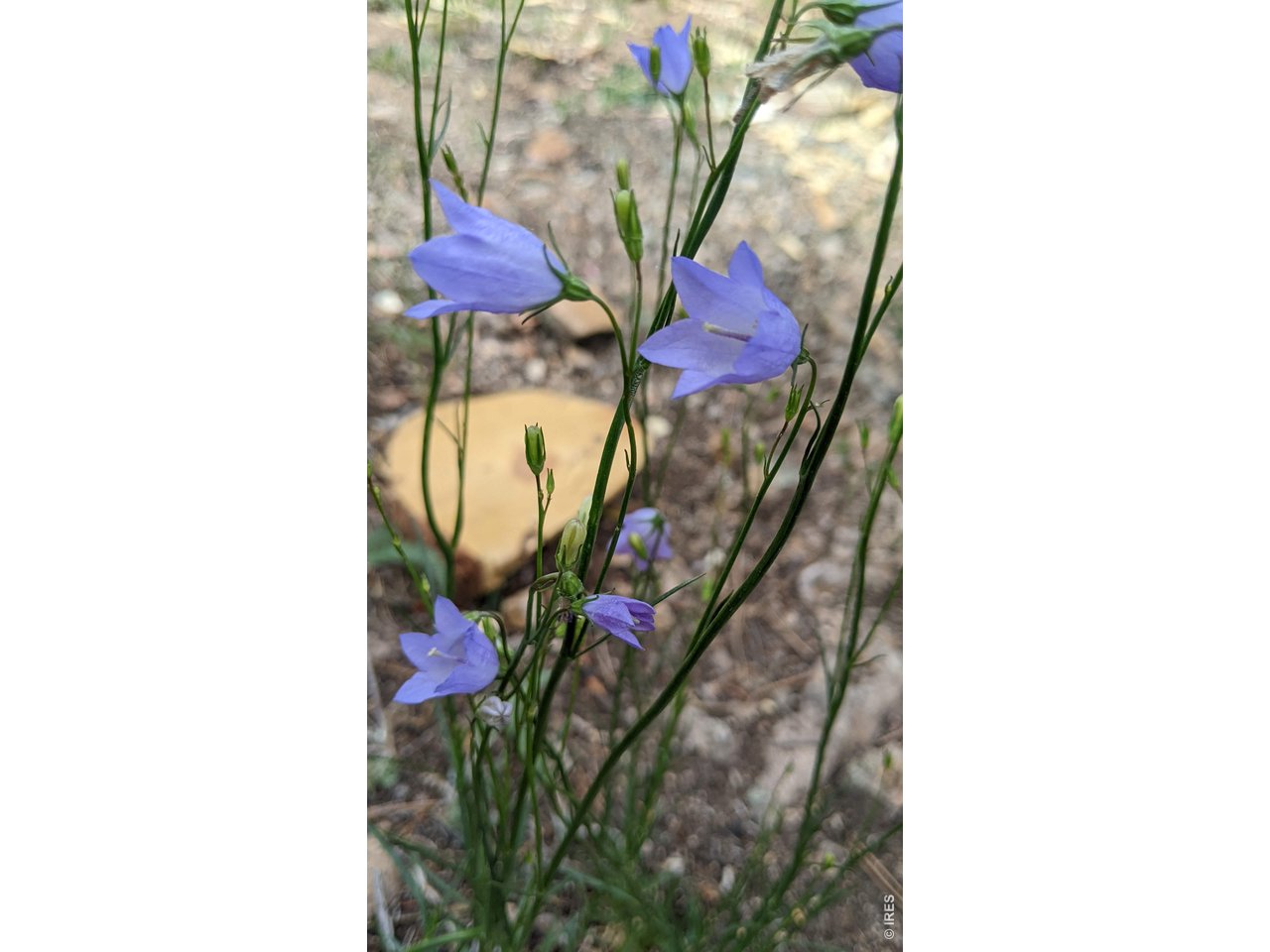 1312 Chute Road Golden, CO 80403 - Photo 17 of 35