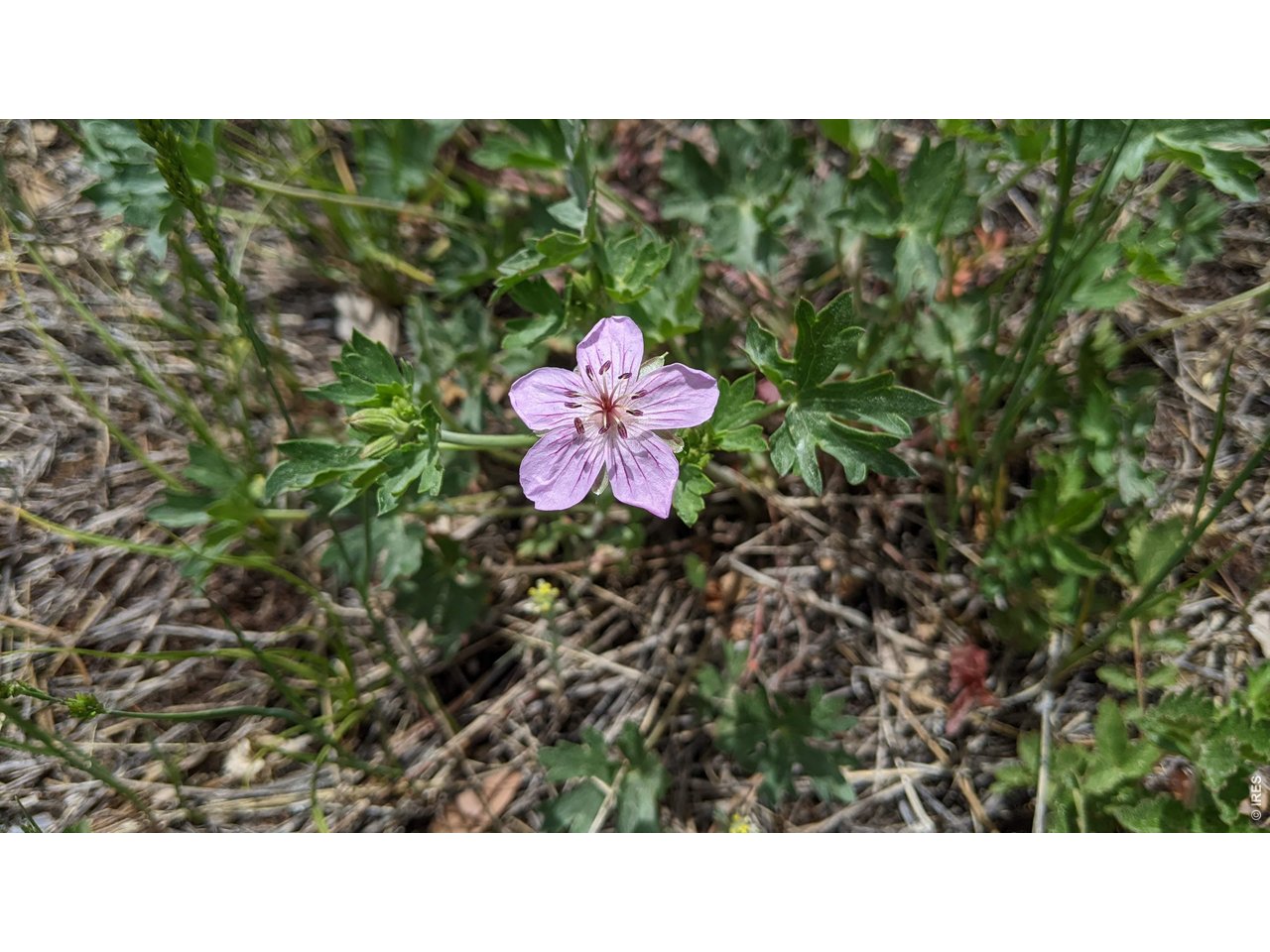 1312 Chute Road Golden, CO 80403 - Photo 18 of 35