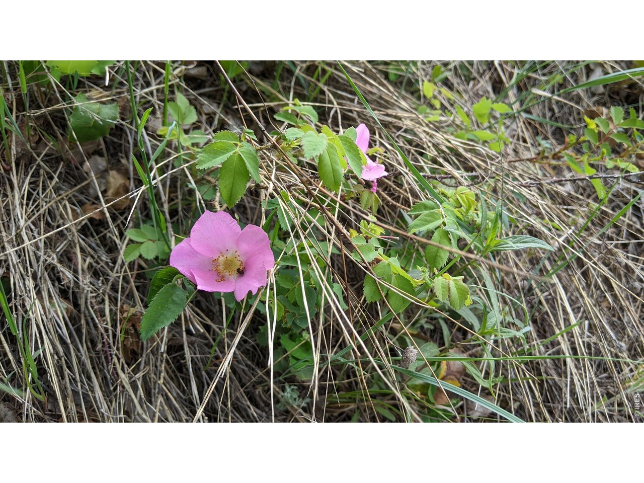 1312 Chute Road Golden, CO 80403 - Photo 20 of 35