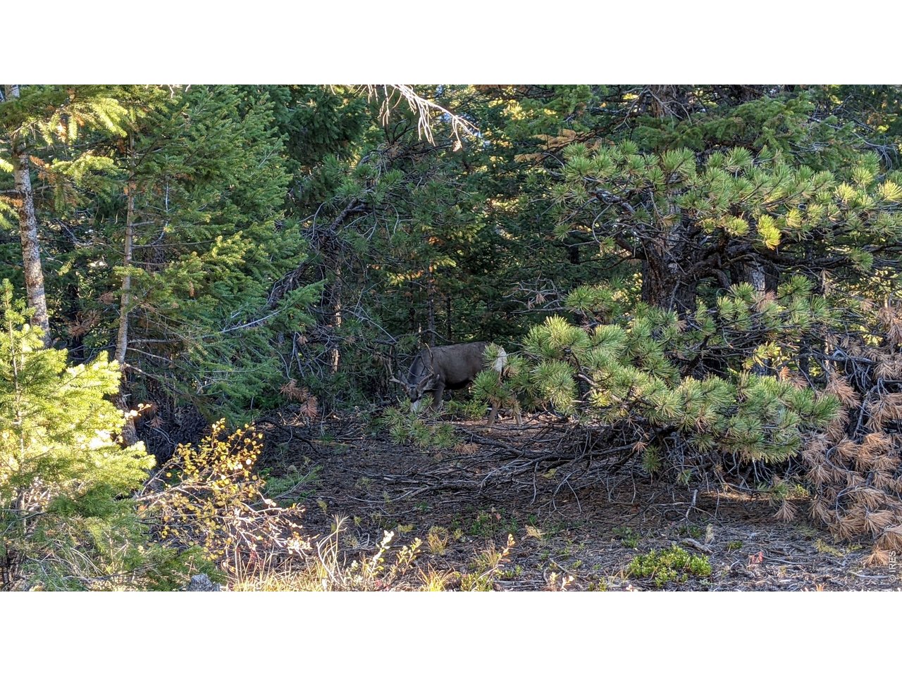 1312 Chute Road Golden, CO 80403 - Photo 22 of 35