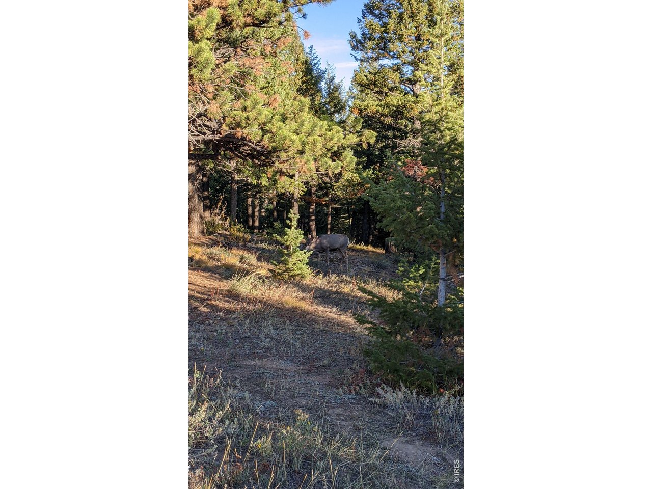 1312 Chute Road Golden, CO 80403 - Photo 23 of 35