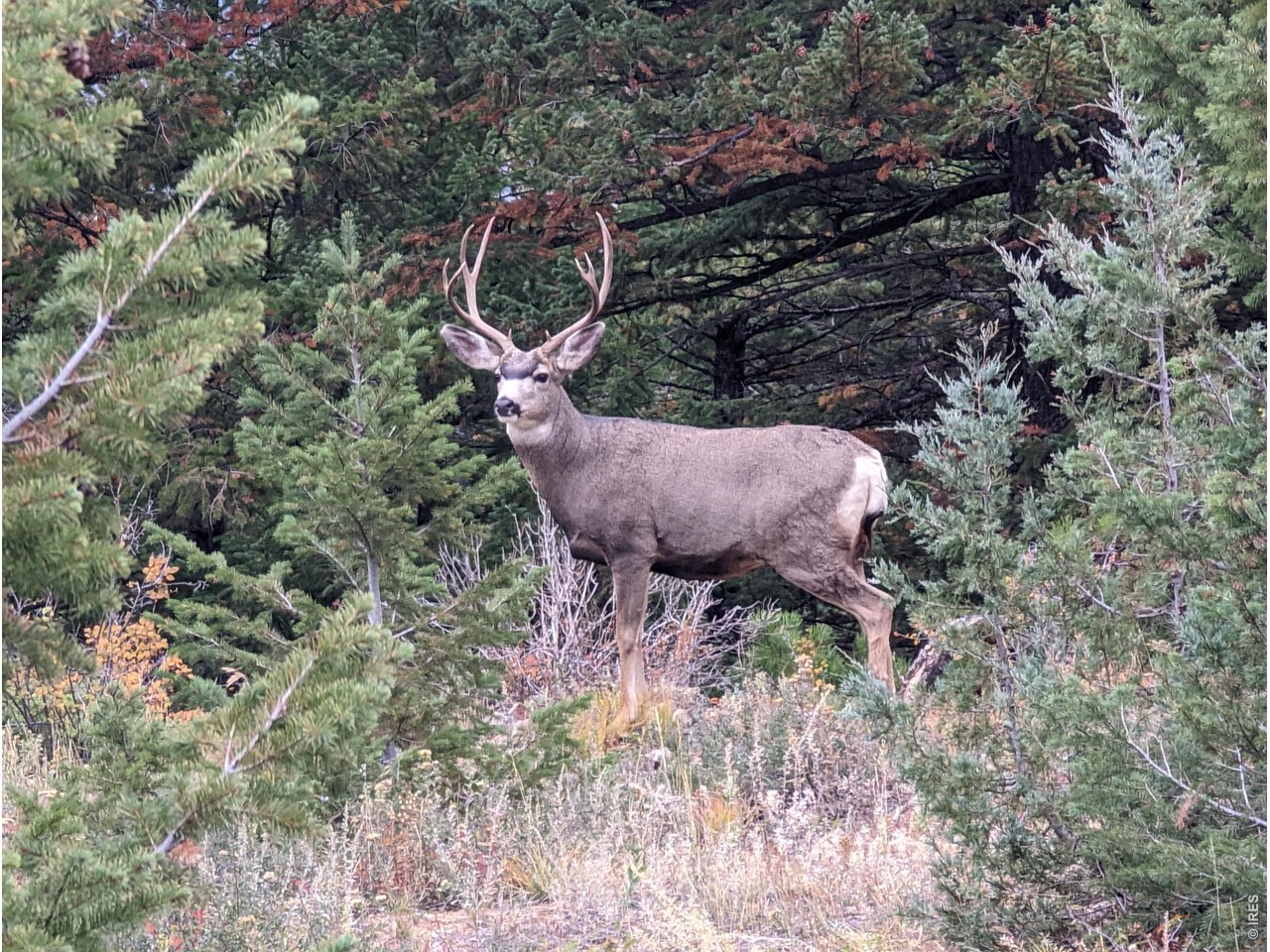 1312 Chute Road Golden, CO 80403 - Photo 27 of 35