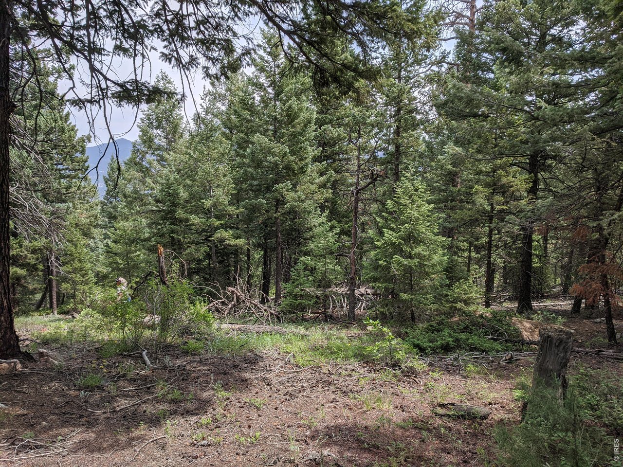 1312 Chute Road Golden, CO 80403 - Photo 7 of 35