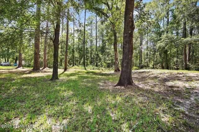 a view of a forest with a tree