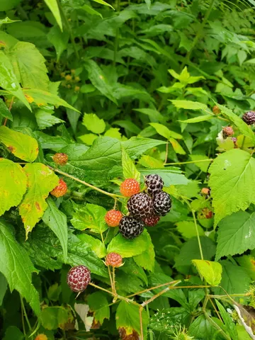 $222,600 | 489 Back Road, Skowhegan, ME 04976