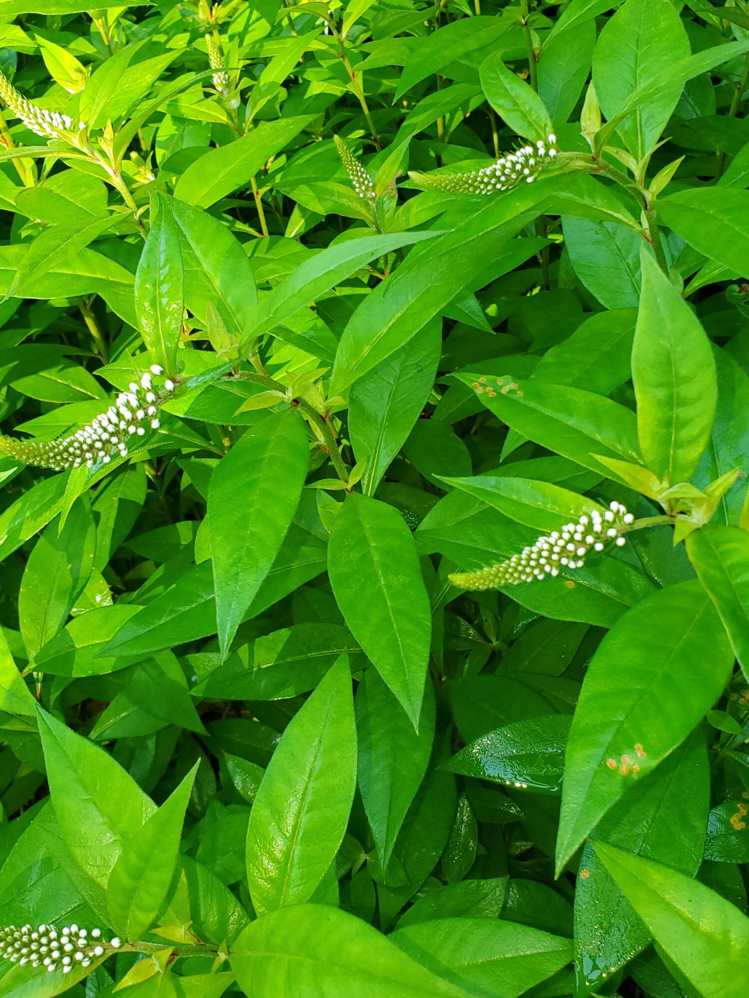 489 Back Road Skowhegan, ME 04976 - Photo 54 of 72 ARYA3624