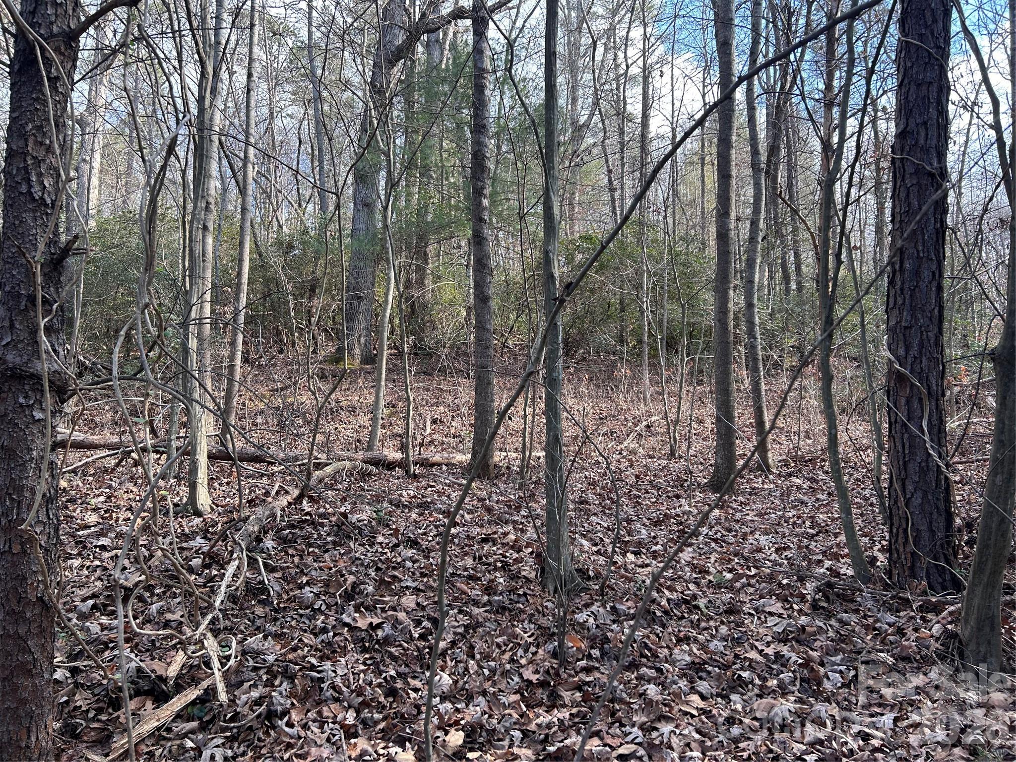 301 Burke Street Hickory, NC 28601 - Photo 5 of 12 a view of a forest