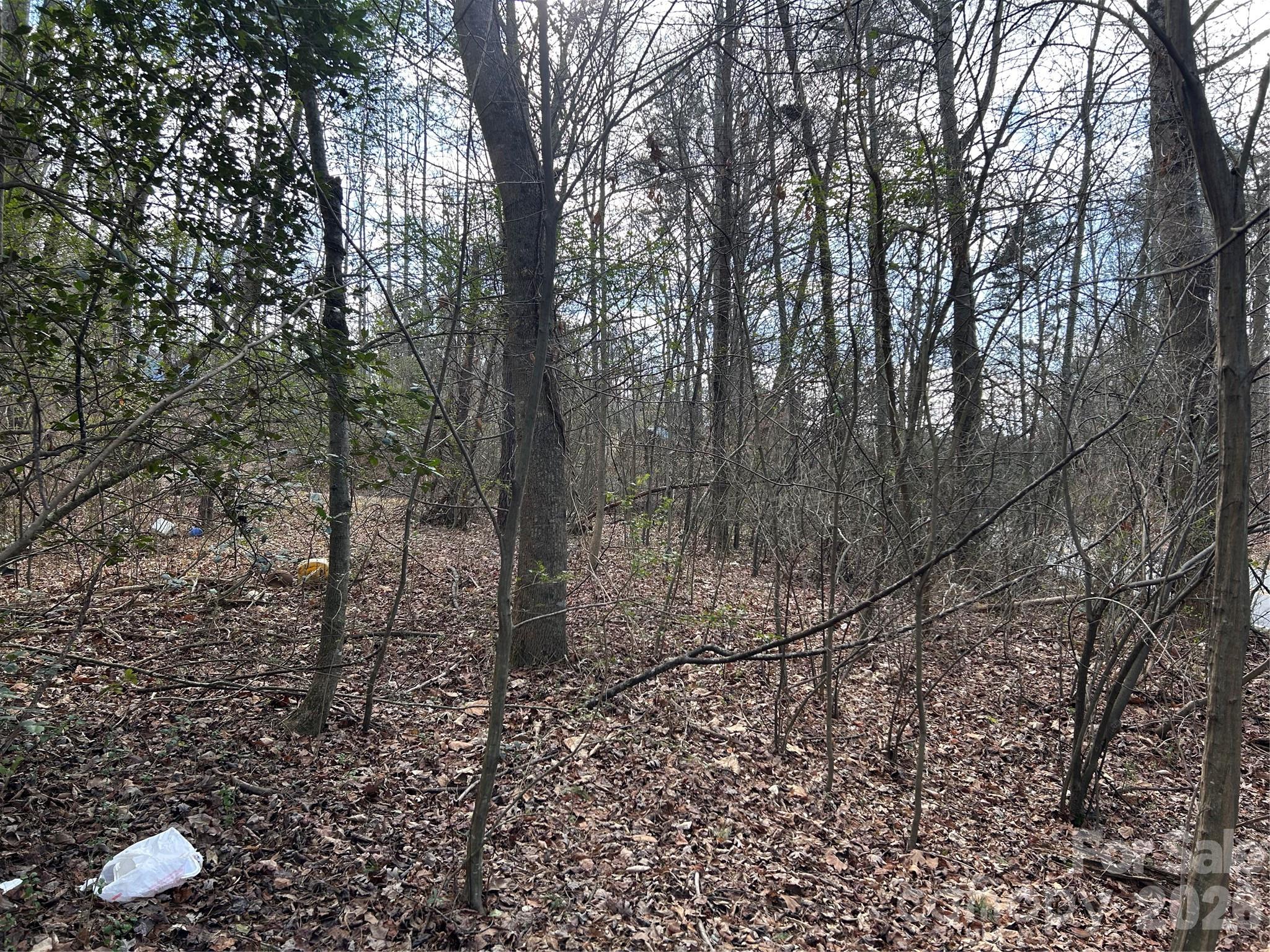 301 Burke Street Hickory, NC 28601 - Photo 6 of 12 a view of a forest filled with trees