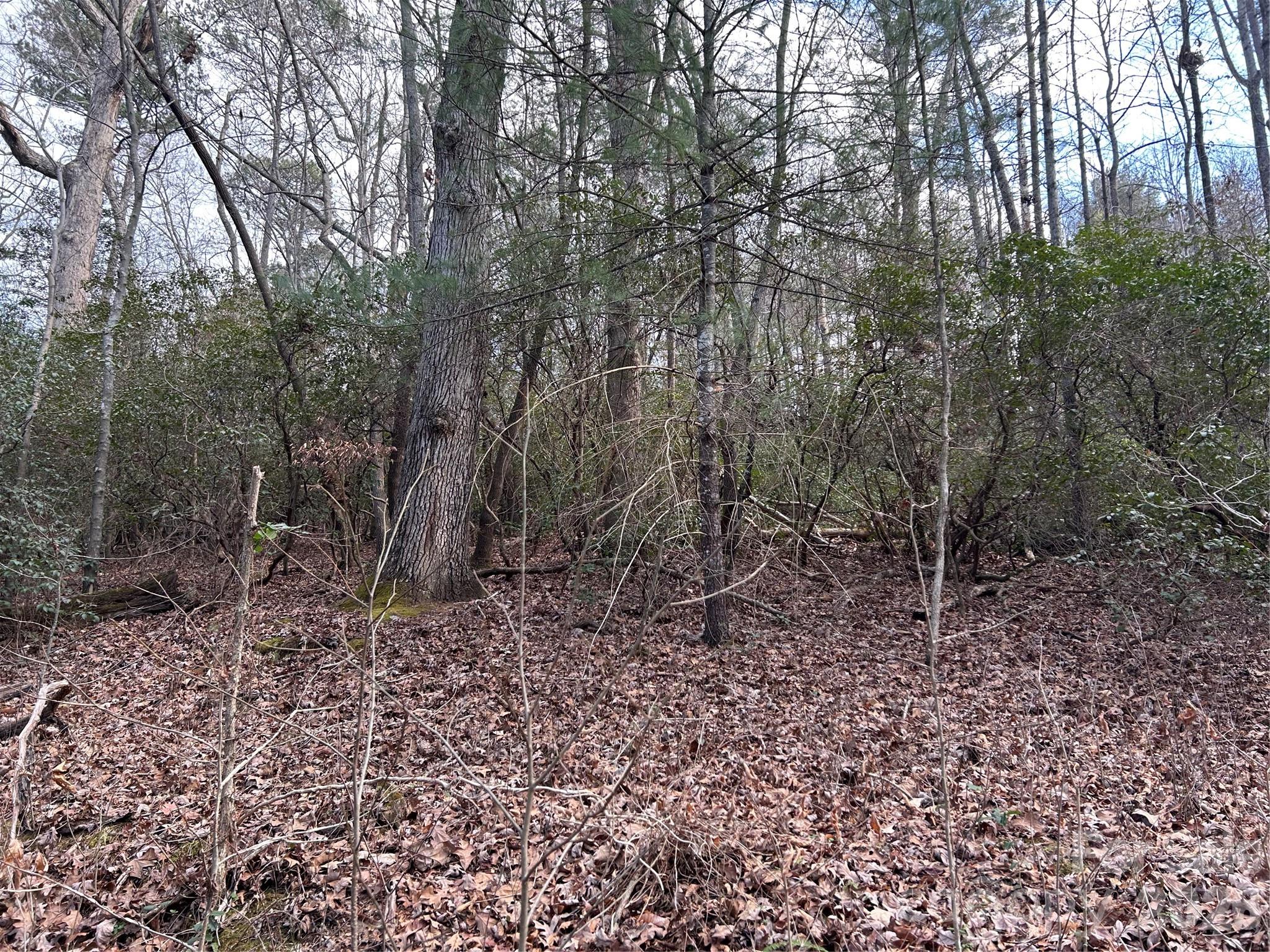 301 Burke Street Hickory, NC 28601 - Photo 9 of 12 a view of a forest with trees