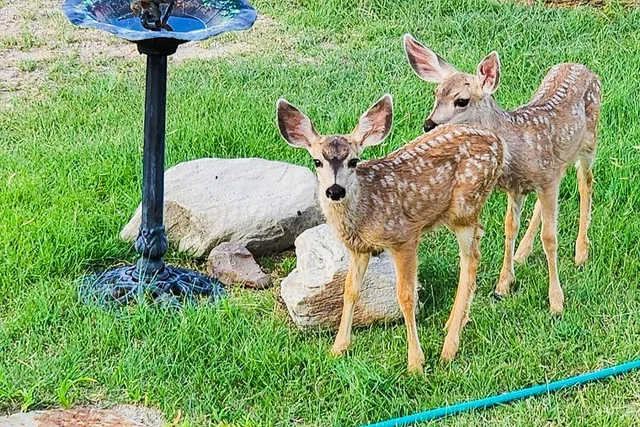 $149,995 | 110 Lobo Drive, Silverton, TX 79257