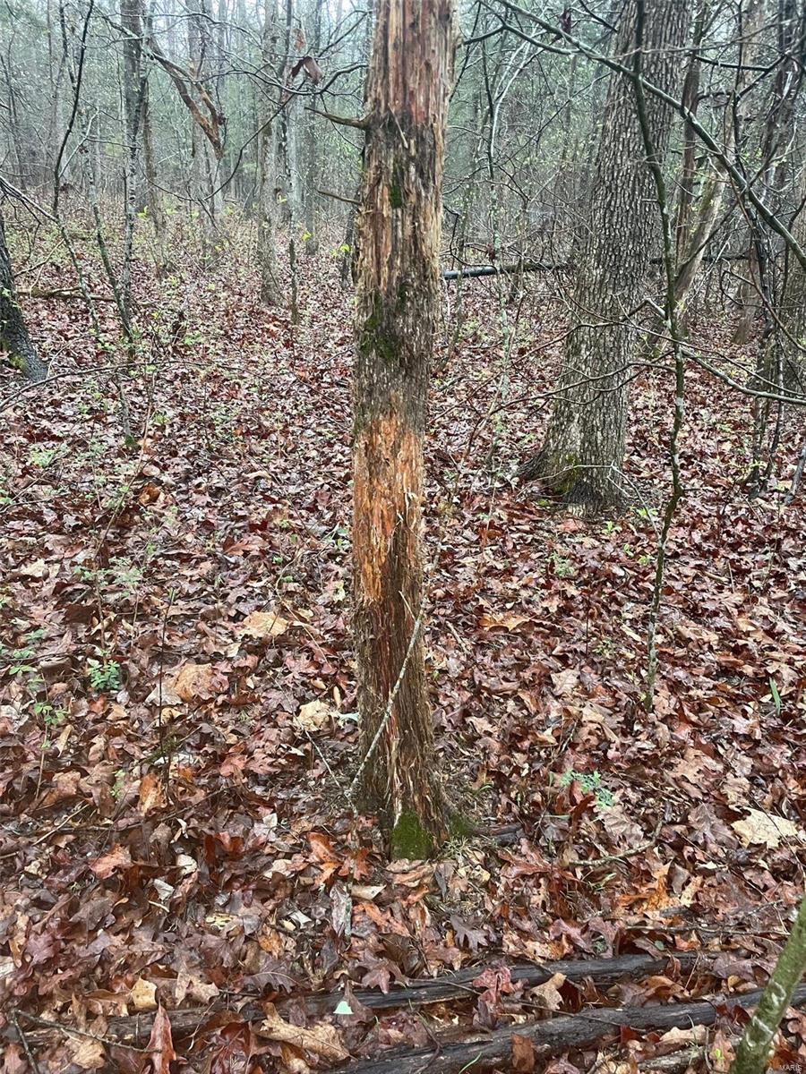 0 Tbd King Road Stoutland, MO 65567 - Photo 7 of 16