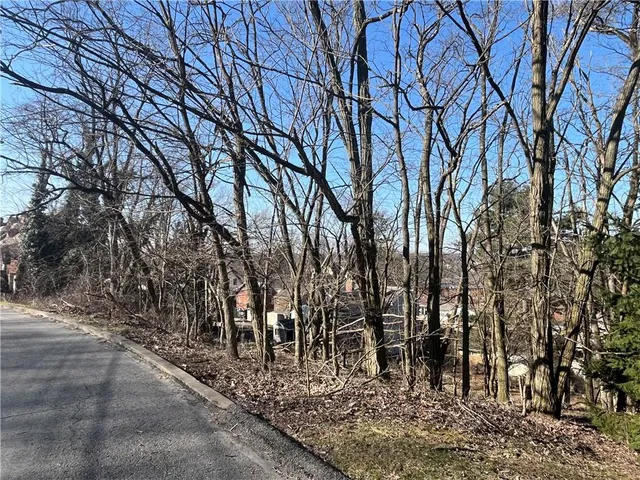 a view of a forest with trees