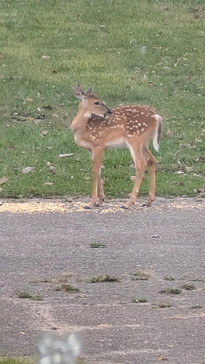 23233 30 Mile Road Ray, MI 48096 - Photo 68 of 73 Visitors