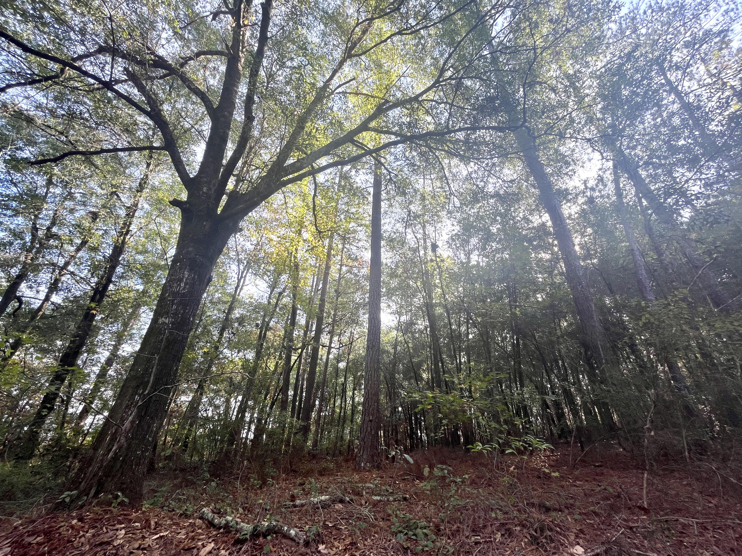 0 Francesca Drive Girard, GA 30426 - Photo 2 of 15 IMG_4514 2