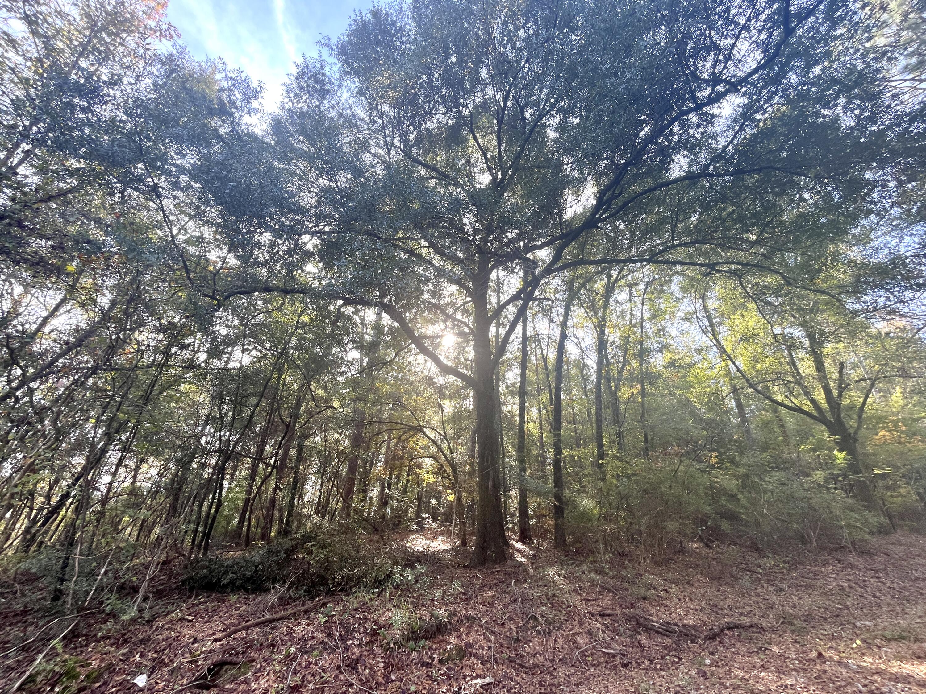 0 Francesca Drive Girard, GA 30426 - Photo 7 of 15 IMG_4513 2