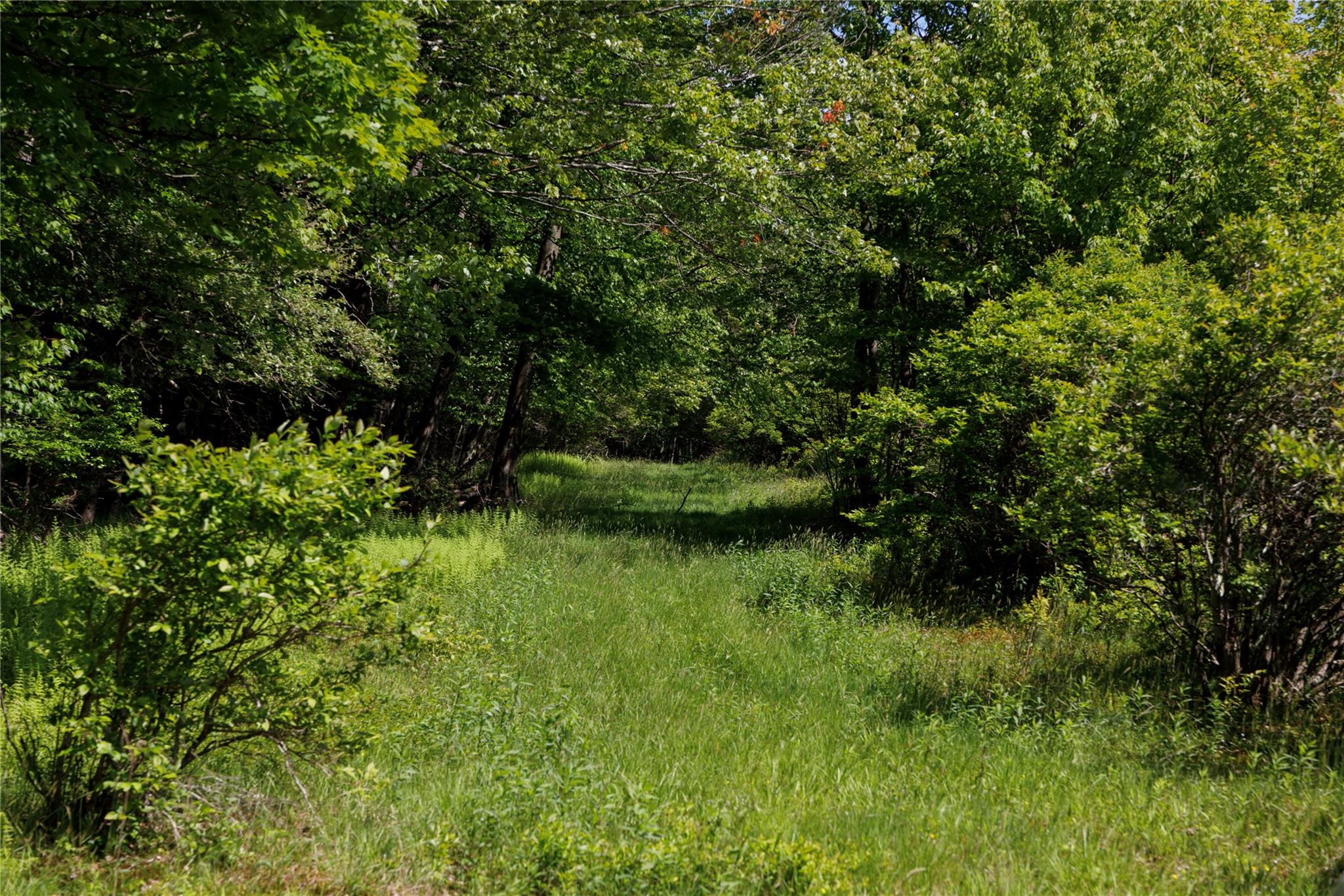 a view of a garden with a lake