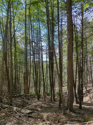 a view of a garden with plants