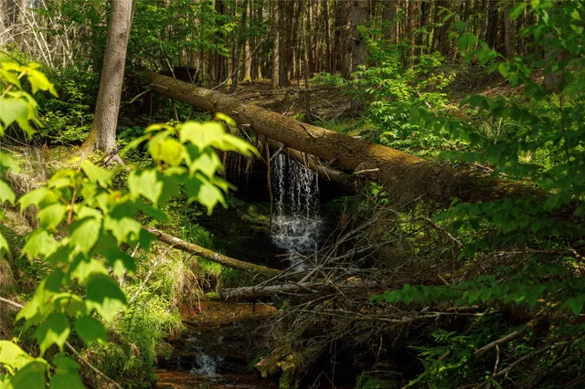 a view of a tree in a yard