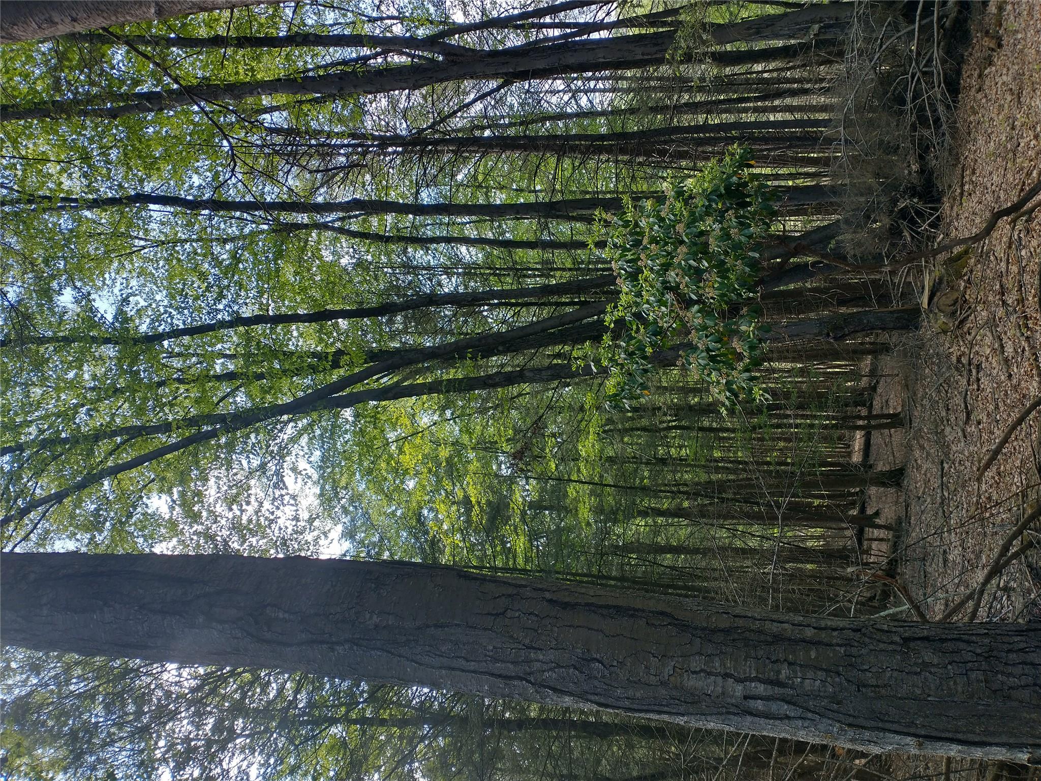 650 Thunder Hill Road Neversink, NY 12788 - Photo 21 of 37 a view of a garden with plants