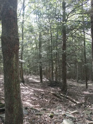 a view of a yard with plants and a large tree