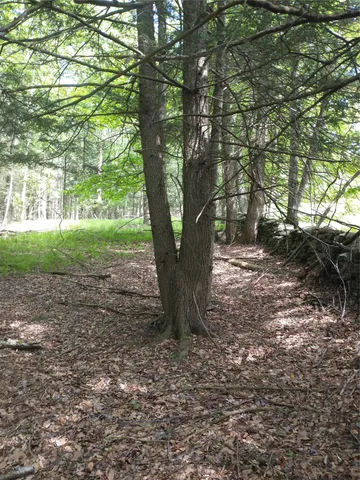 a view of a garden with plants
