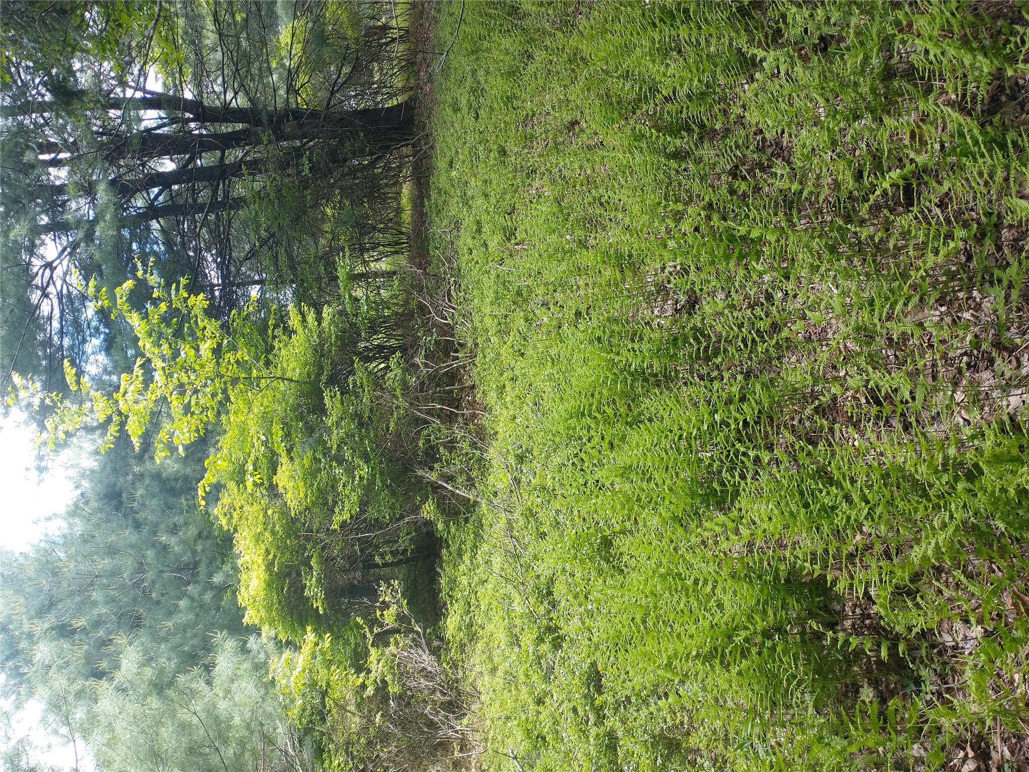 650 Thunder Hill Road Neversink, NY 12788 - Photo 24 of 37 a view of a garden with plants