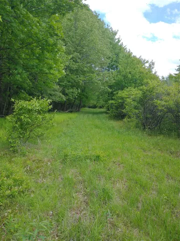 a view of a lush green space