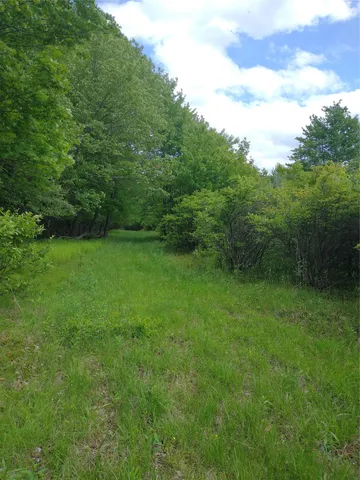 a view of a big yard with potted plants and large trees