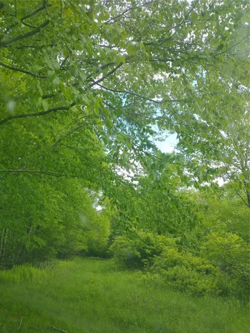 a view of a yard with an outdoor space